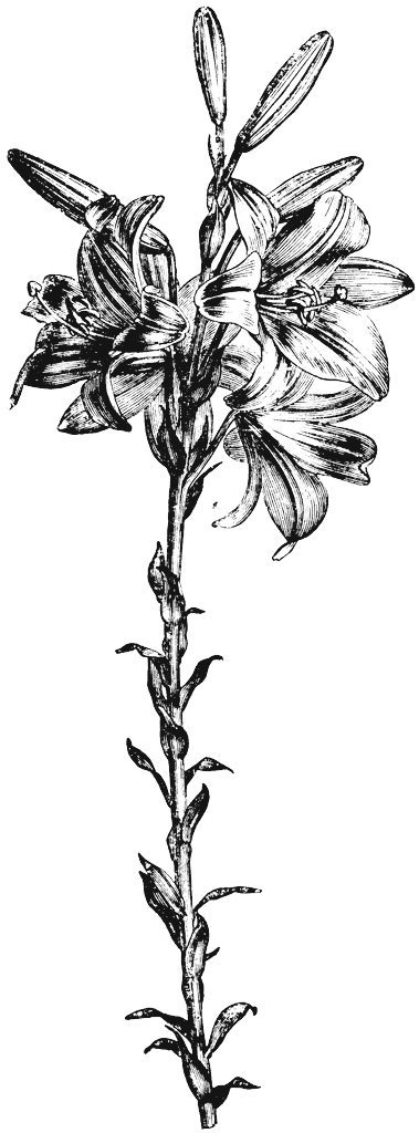 Witte lelie — embleem van Sint-Jozef